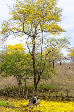 Mangahurco, Ekvador - 5 Ocak 2024: Romantik sahne. Guayacan 'ın kurak ormanlarında, çiçek mevsiminde doğanın tadını çıkaran üç kişi. Loja ili, Mangahurco