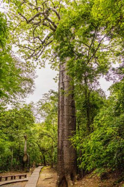 Petrified Forest of Puyango, Loja ve El Oro vilayetlerindeki dev ağaç. Ekvador 'da bu tür Petrino veya Pretino olarak bilinir ve 35 metre yüksekliğe ulaşan kuru ormanlarda bulunur..