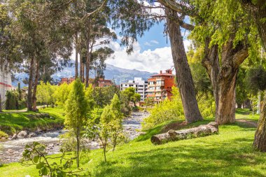 Tomebamba Nehri boyunca uzanan okaliptüs ağaçları Cuenca, Ekvador 'u geçiyor.