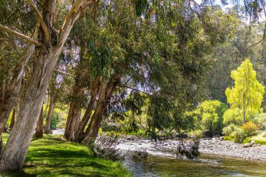 Cuenca, Ekvador 'daki El Paraiso Parkı' nda Yanuncay nehri boyunca uzanan okaliptüs ağaçları