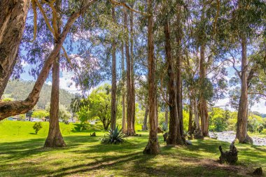 Cuenca, Ekvador 'daki El Paraiso Parkı' nda okaliptüs ağaçları