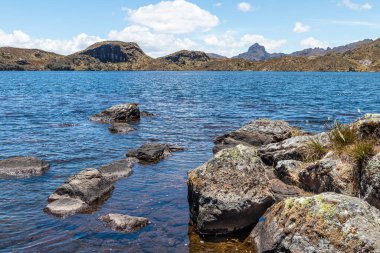 Ulusal Park El Cajas, Andean Highlands, Azuay, Ekvador 'da polilepis ağaçları veya kağıt ağaçları.