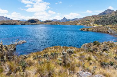 Ulusal Park El Cajas, Andean Highlands, Azuay, Ekvador 'da polilepis ağaçları veya kağıt ağaçları.