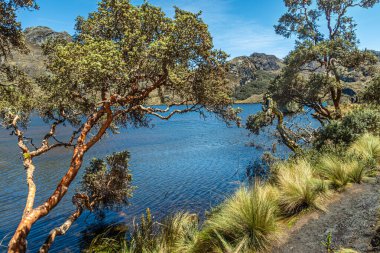 El Cajas 'taki Toreadora Gölü kıyısındaki Polylepis ağaçları veya Kağıt ağaçları Ekvador And Dağları' ndaki Ulusal Park.