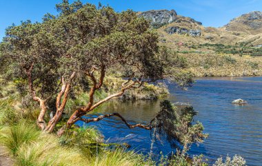 El Cajas Ulusal Parkı 'ndaki Toreadora Gölü kıyısındaki Polylepis ağacı veya Kağıt ağacı..