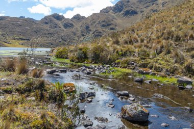 And Dağları 'ndaki El Cajas Ulusal Parkı deresi. Togllacocha Gölü (lagoon) deniz seviyesinden 4000 metre yükseklikte. Paramo ekosistemi. 