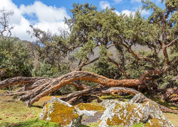 Polylepis Ormanı, Ekvador And Dağları 'ndaki El Cajas Ulusal Parkı' nda deniz seviyesinden 3,780 metre yükseklikte. Paramo ekosistem. Azuay Eyaleti, Cuenca yakınlarında. Ekvador