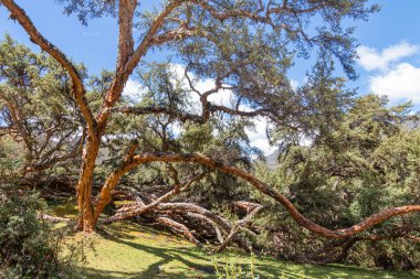 Polylepis Ormanı, Ekvador And Dağları 'ndaki El Cajas Ulusal Parkı' nda deniz seviyesinden 3,780 metre yükseklikte. Paramo ekosistem. Azuay Eyaleti, Cuenca yakınlarında. Ekvador