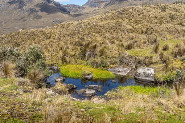 Paramo ekosistem. Çimenler, yosunlar ve And Dağları 'ndaki bir dere El Cajas Ulusal Parkı, Ekvador' daki deniz seviyesinden 4000 metre yükseklikte.