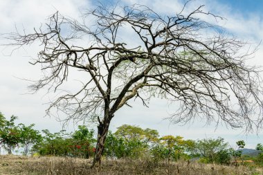 Güney Ekvador 'da yağmur mevsiminden önce, Mangahurco' nun Loja eyaletindeki kuru orman rezervlerinde, masmavi gökyüzüne karşı bir guayacan ağacı.