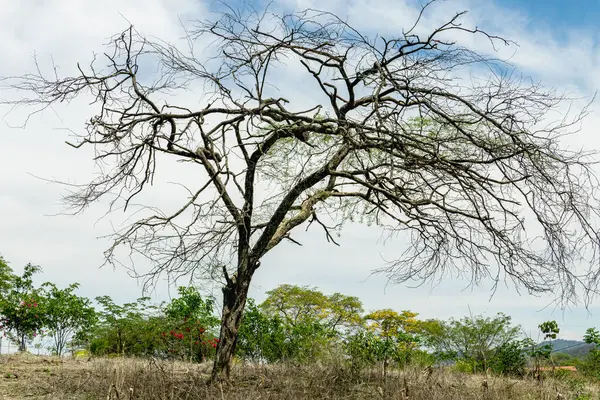 Güney Ekvador 'da yağmur mevsiminden önce, Mangahurco' nun Loja eyaletindeki kuru orman rezervlerinde, masmavi gökyüzüne karşı bir guayacan ağacı.