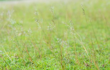Dew on grass with sun light