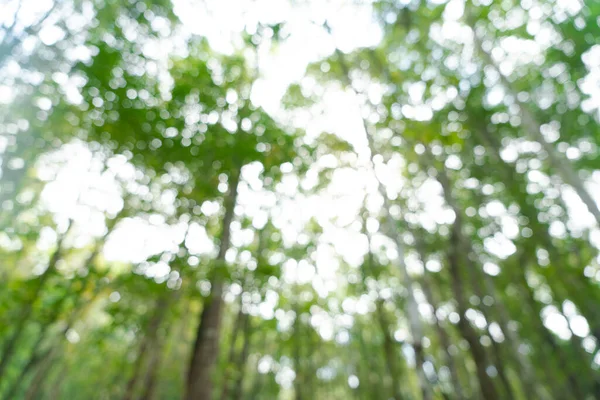 Desenfoque Naturaleza Bokeh Bosque Verde Con Luz Solar —  Fotos de Stock