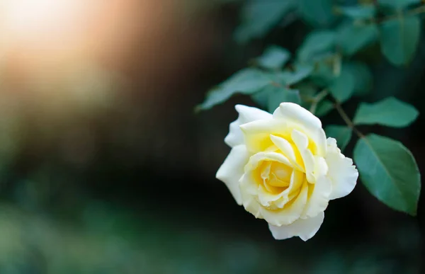 Rosa Amarilla Con Luz Solar Jardín — Foto de Stock