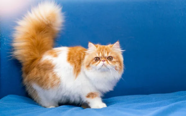 Kucing Persia Manis Duduk Latar Belakang Biru — Stok Foto