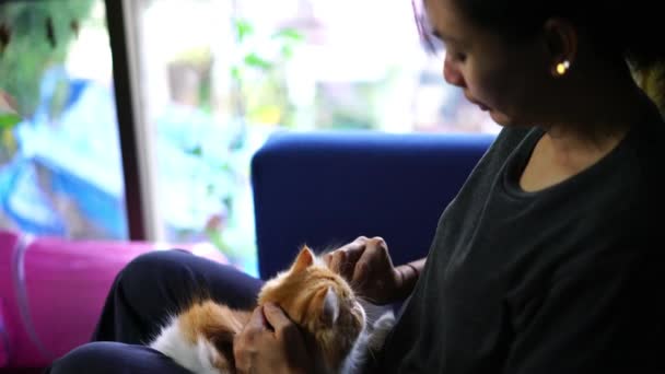 Membersihkan Mata Kucing Dengan Tisu Mata — Stok Video