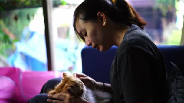 Прибирання Кішки Очей Серветками Очей — стокове відео