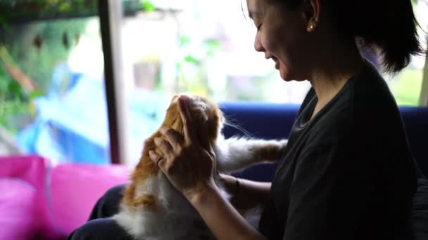家で可愛い猫と遊ぶ女 愛と幸せの時 — ストック動画