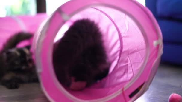 Персидские Кошки Милые Кошки Играющие Тоннель Игрушки Забавного Времени — стоковое видео