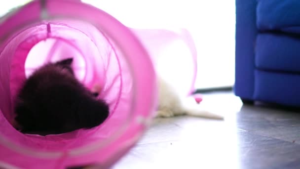 Perzsa Macskák Vagy Aranyos Macska Játszik Alagút Játék Vicces Idő — Stock videók
