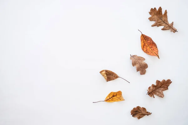 Kreative Herbstkomposition Herbstblätter Auf Weiß Mit Platz Für Text — Stockfoto
