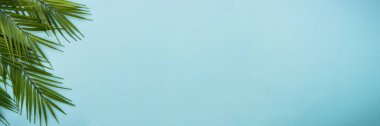 Mavi arka planda palmiye yaprakları. Uzun pankart biçimi.