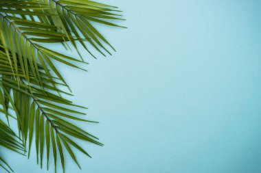 Mavi arka planda palmiye yaprakları. Kopyalama alanı olan üst görünüm.