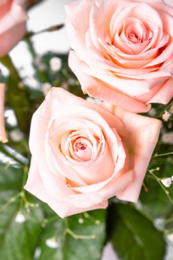 Pembe gül çiçeği. Yaklaş, makro resim. Damlalı taze çiçek..