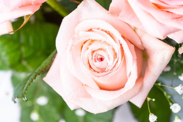 Różowy Kwiat Róży Zamknij Się Makro Obraz Świeży Kwiat Kroplami — Zdjęcie stockowe