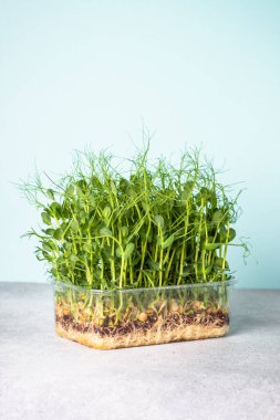 Mikro yeşiller, doğal sağlıklı yiyecekler yeşil bezelye mikroçerezleri. Modern beslenme takviyesi.