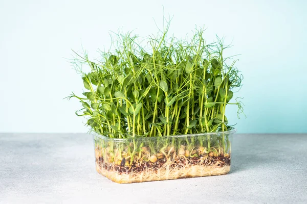 Micro Greens Natural Healthy Food Green Pea Microgreens Modern Dietary — Stock Photo, Image