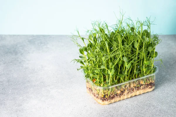 stock image Micro greens in container. Green pea microgreens. Modern dietary food supplement.