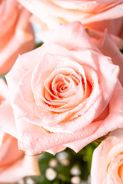 stock image Pink rose flower. Close up, macro picture.Fresh flower with drops.