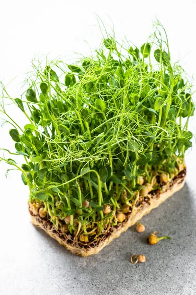 Micro Verdes Recipiente Ervilha Verde Microgreens Suplemento Alimentar Alimentar Moderno — Fotografia de Stock