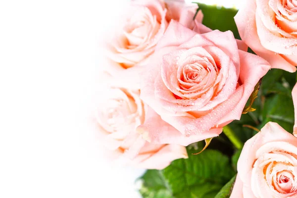 Rosa Rosa Fiore Bianco Chiudi Foto Macro Fiore Fresco Con — Foto Stock
