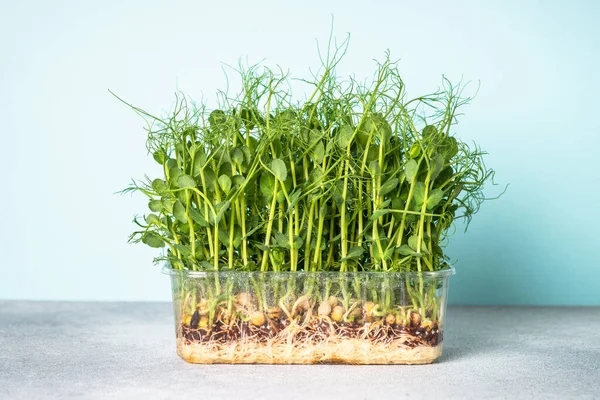 緑のエンドウ豆のマイクログリーン 現代の食事補助食品 — ストック写真