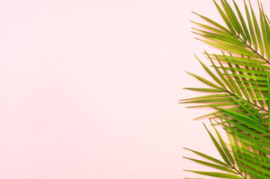 Pembe arka planda palmiye yaprakları. Düz yatıyordu.