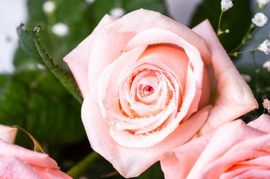 Pembe gül çiçeği. Yaklaş, makro resim. Damlalı taze çiçek..