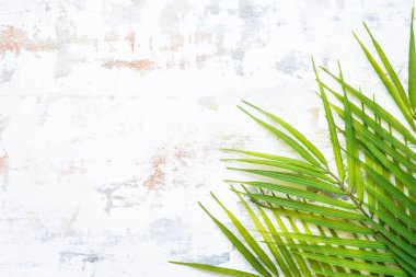 Beyaz arka planda palmiye yaprakları. Üst görünüm.