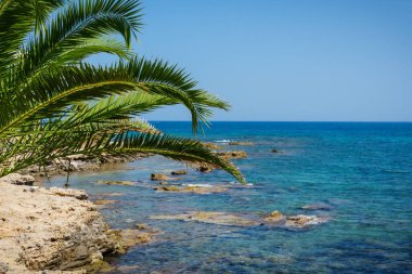 Güneşli bir günde deniz kıyısında kayalar ve palmiyeler. Çok güzel bir manzara. Akdeniz.