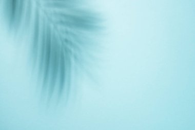Mavi arka plan ve palmiye gölgeleri. Web tasarımı için uzun pankart biçimi.