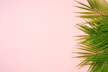 Pembe arka planda palmiye yaprakları. Düz yatıyordu.