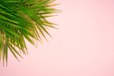 Pembe arka planda palmiye yaprakları. Düz yatıyordu.