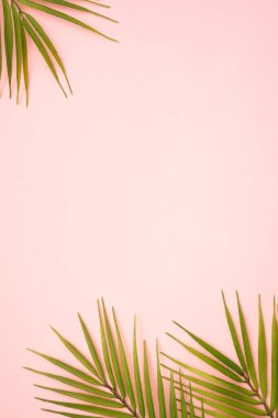 Pembe arka planda palmiye yaprakları. Düz yatıyordu.