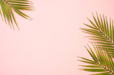 Pembe arka planda palmiye yaprakları. Düz yatıyordu.