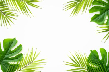 Yaz düzlüğü arka plandaydı. Beyaz arka planda tropik yapraklar, palmiye yaprakları ve canavar..