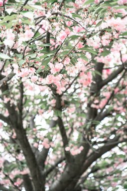 Sakura. Pembe çiçekli güzel bir çiçek ağacı. Resim tonlandırılmış.