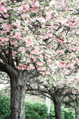 Sakura. Pembe çiçekli güzel bir çiçek ağacı. Resim tonlandırılmış.