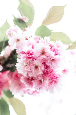 Çiçekli sakura dalı. Doğada güzel pembe çiçekler.