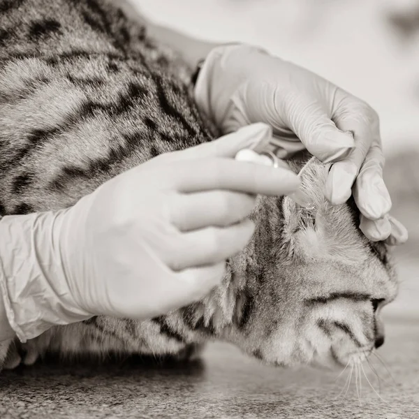 Närbild Kvalificerad Veterinär Kontroll Öra Skotsk Rak Katt — Stockfoto